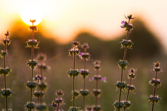 What makes Tulsi the Queen of Herbs?