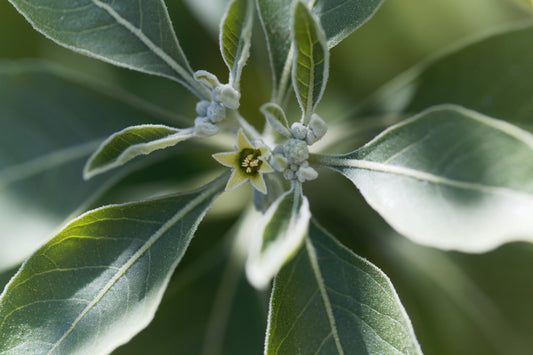 Ashwagandha for Recovery and Immune Support