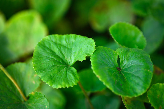 Gotu Kola: An Ayurvedic Gem for Mind, Body, and Soul