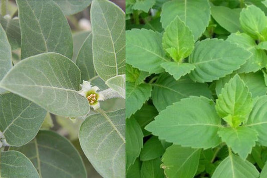 The Advantages of Ashwagandha & Tulsi