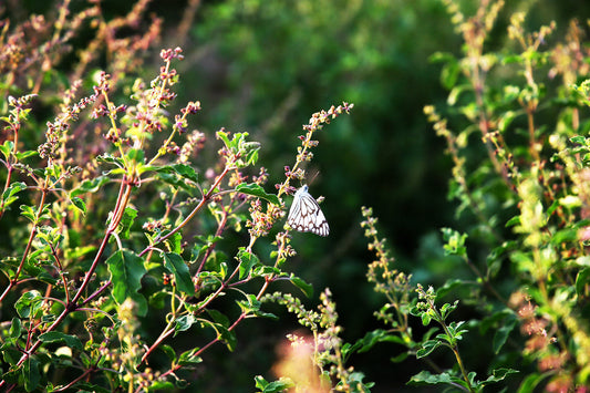 Tulsi's Wondrous Benefits