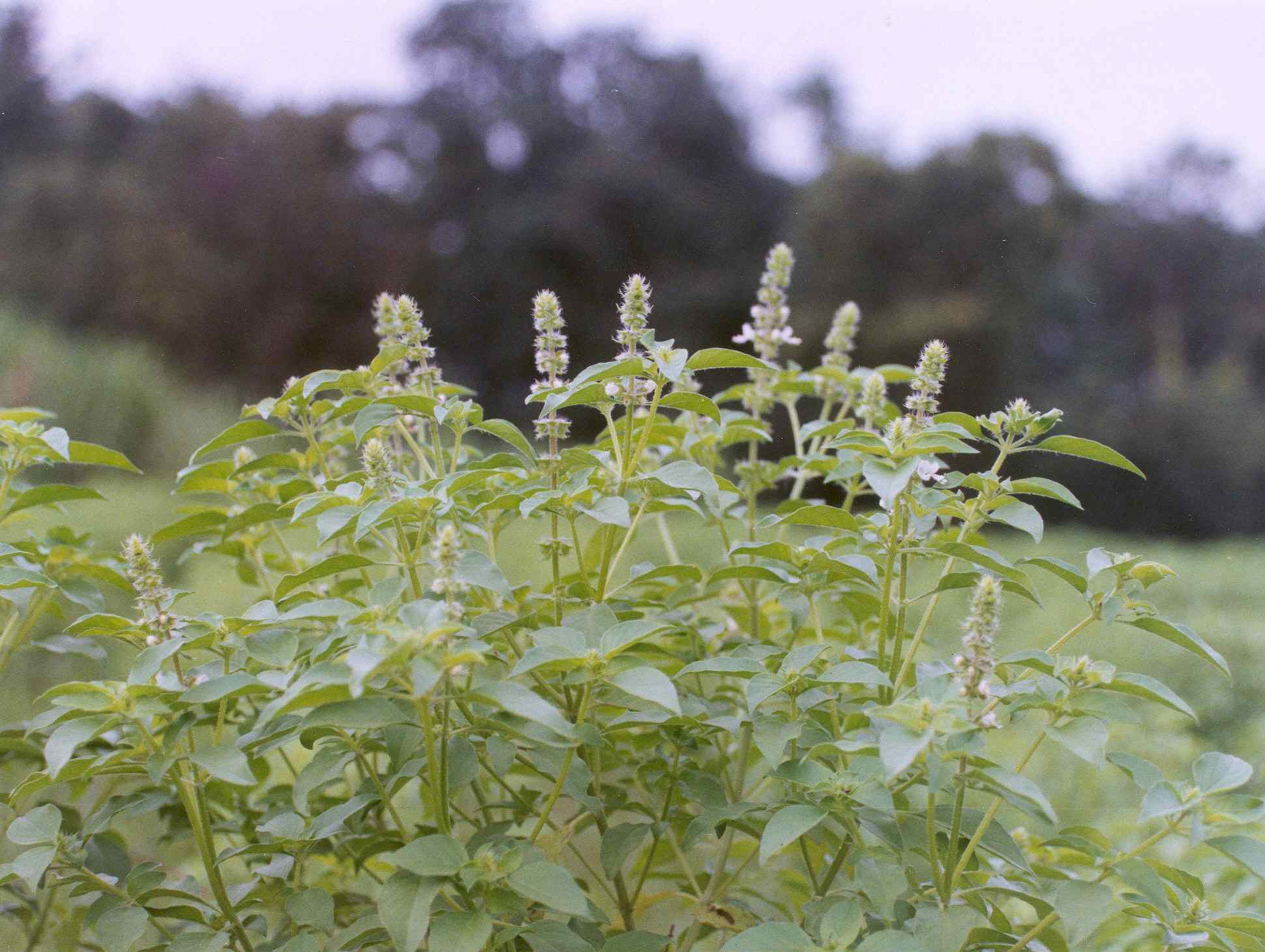 Tulsi Holy Basil A Herb For All Reasons Organic India New Zealand